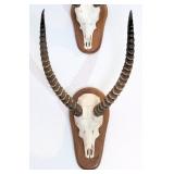 Red Lechwe Skull Taxidermy Mount INDIANA RESIDENTS