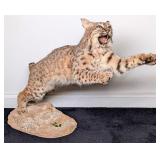 Bobcat Full Body Taxidermy Mount in Leaping Pose