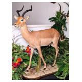 2004 SCI #113 in World Record Book Southern Impala