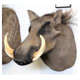 African Warthog Shoulder Mount Taxidermy