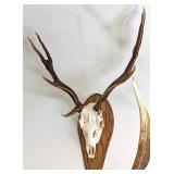 10 Point Fallow Deer Skull Taxidermy on European S