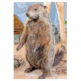 Ground Hog Full Body Taxidermy Mount