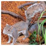 American Red Squirrel Full Body Taxidermy Mount