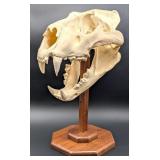 SCI SILVER MEDAL CLASS African Lion Skull Taxiderm