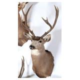 8 Point Mule Deer Shoulder Mount Taxidermy