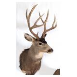 8 Point Mule Deer Shoulder Mount Taxidermy