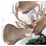 Non-Typical Drop Tine 12 Point Mule Deer Shoulder
