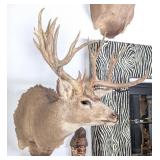 BIG BIB BIG Non-Typical 17 Point Mule Deer Shoulde