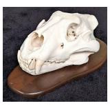 African Lion Skull Taxidermy Mount INDIANA RESIDEN