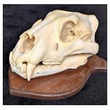 African Lion Skull Taxidermy Mount INDIANA RESIDEN