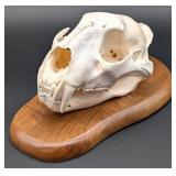 SCI BRONZE MEDAL CLASS African Leopard Skull Taxid