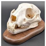African Leopard Skull Taxidermy Mount INDIANA RESI