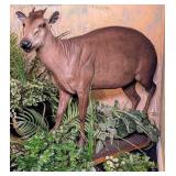 Yellow-Backed Duiker Full Body Taxidermy Mount on