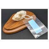 Genet Cat Skull on Plaque