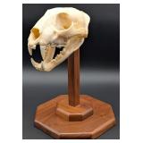 African Leopard Skull Taxidermy Mount on a Wood Pe