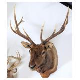 6x6 Bull Elk Shoulder Mount Taxidermy