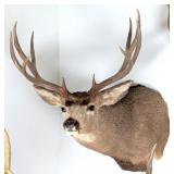 10 Point Mule Deer Shoulder Mount Taxidermy