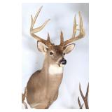 10 Point Whitetail Deer Shoulder Mount Taxidermy