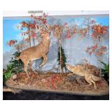 Hunting Coyote & Whitetail Deer Taxidermy Display