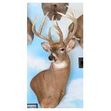 Abnormal 12 Point Whitetail Deer Shoulder Mount Ta