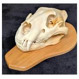 SCI SILVER MEDAL CLASS African Lion Skull Taxiderm