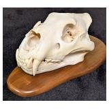 SCI SILVER MEDAL CLASS African Lion Skull Taxiderm