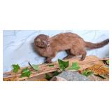 Mink Full Body Taxidermy on Driftwood Base