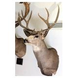 8 Point Mule Deer Shoulder Mount Taxidermy