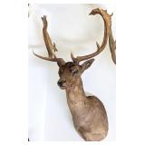 Fallow Deer Shoulder Mount Taxidermy