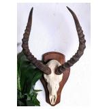 African Impala European Taxidermy Skull Mount on W