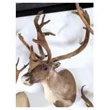 SCI GOLD MEDAL Iceland Full Velvet Caribou Taxider