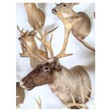 SCI GOLD MEDAL Finland Caribou Taxidermy Shoulder