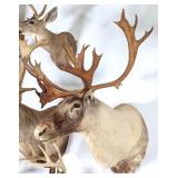 SCI GOLD MEDAL Woodland Caribou from Newfoundland