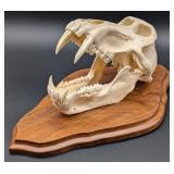 Baboon Skull Taxidermy Mount on European Style Woo
