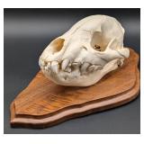 Hyena Skull Taxidermy Mount on European Style Wood