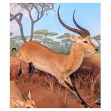 African Red Lechwe Full Body Taxidermy Mount INDIA