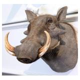 African Warthog Shoulder Mount Taxidermy