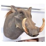 African Warthog Shoulder Mount Taxidermy