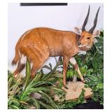 East African Bushbuck Full Body Taxidermy Mount on