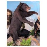 Upright Black Bear Full Body Taxidermy Mount SHIPP