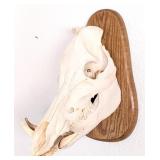 Warthog Skull Taxidermy Mount on European Style Wo