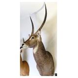 Monster Size Waterbuck Shoulder Mount Taxidermy
