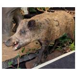 Wild Boar Full Body Taxidermy Mount on Rolling Hab