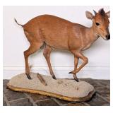 Red Duiker Full Body Taxidermy Mount on Habitat Ba