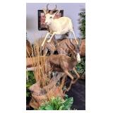 African Black & White Leaping Springbok Full Body