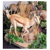 African Springbok Full Body Taxidermy Mount on Rol