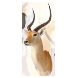 African Red Lechwe Shoulder Mount Taxidermy INDIAN