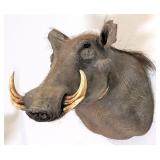 African Warthog Shoulder Mount Taxidermy