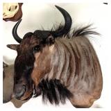African Blue Wildebeest Shoulder Mount Taxidermy