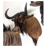 African Black Wildebeest Shoulder Mount Taxidermy